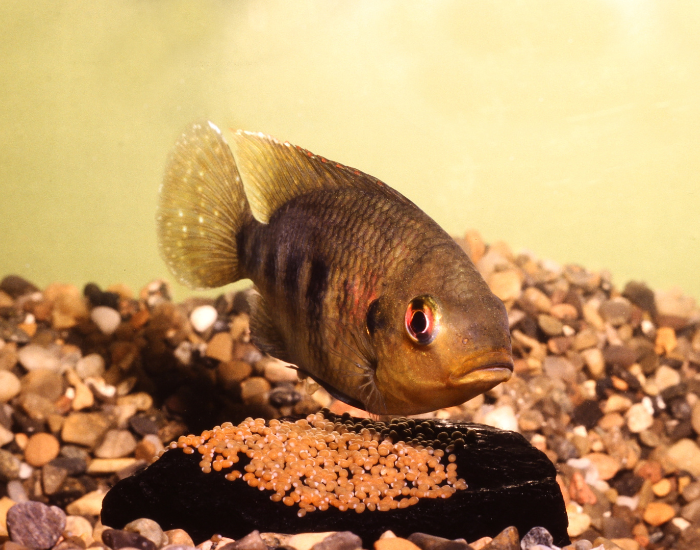 Spotted tilapia female guarding eggs