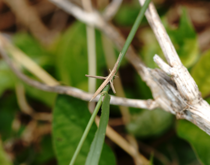 Phasmatodea-camouflage-insect.webp stick insect on a leaf in the wild