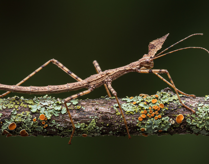 Phasmatodea-insect.webp stick leaf walking over a tree branch
