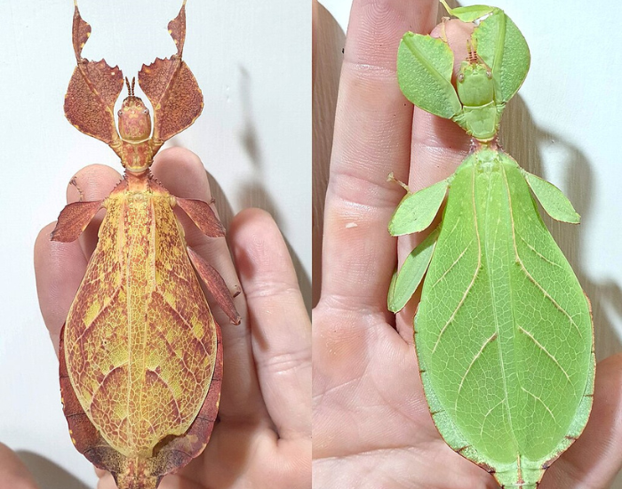 Phyllium-letiranti.webp two Different colors of Phyllium letiranti insect leaf