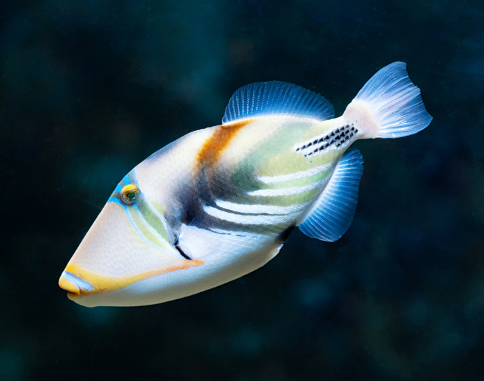 Picasso-Triggerfish.webp Picasso Triggerfish swimming