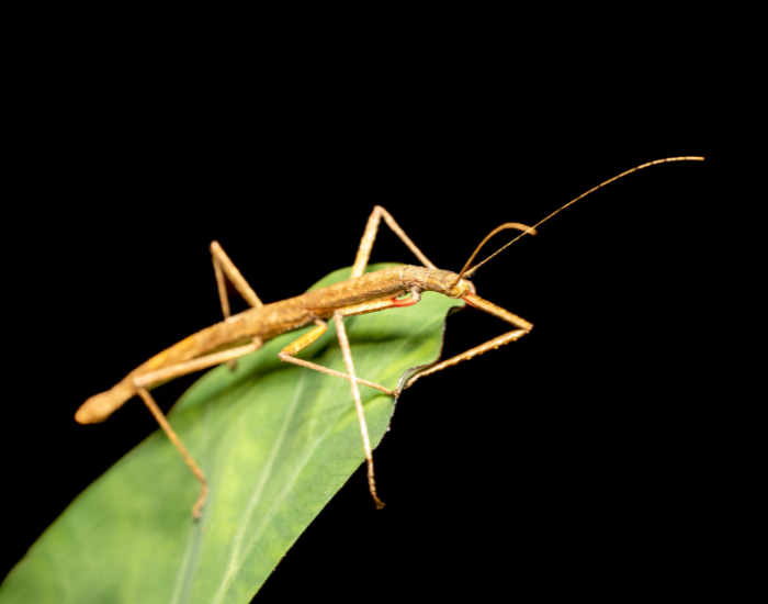 Pink-Winged-Stick-Insect-Sipyloidea-sipylus.webp Pink-Winged Stick Insect on a leaf with black background