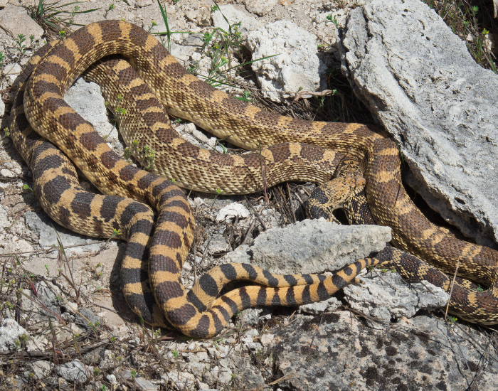 two bull snakes together within rocks