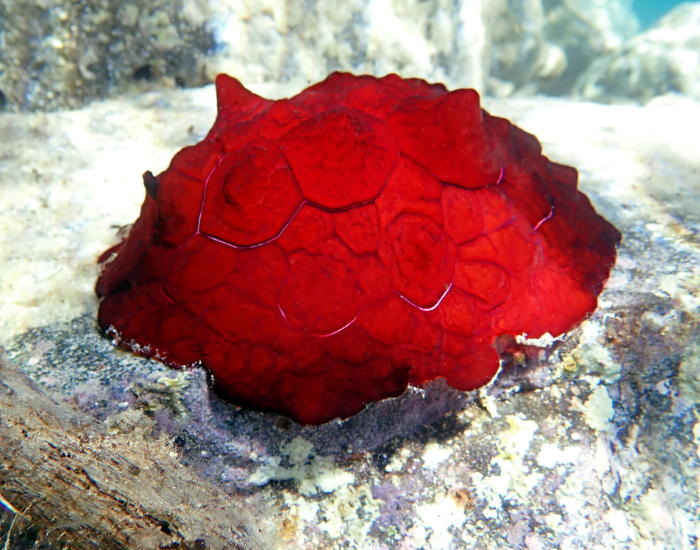 Pleurobranchus testudinarius on the ocean floor