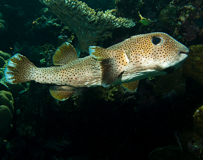 Porcupine-Puffer-Diodon-hystrix.webp Porcupine Puffer swimming near a coral