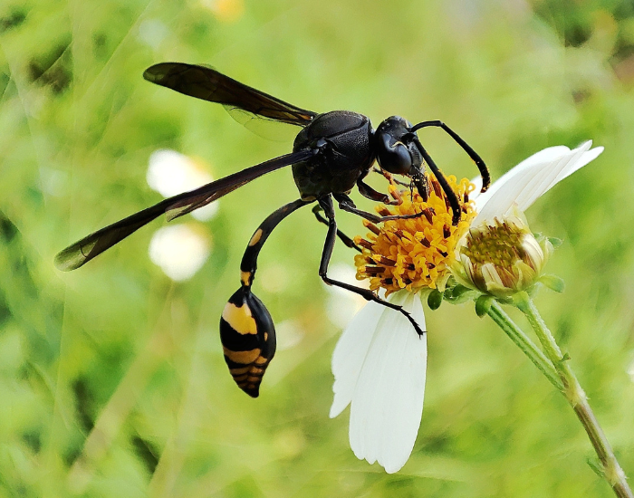 Potter Wasp on a flower