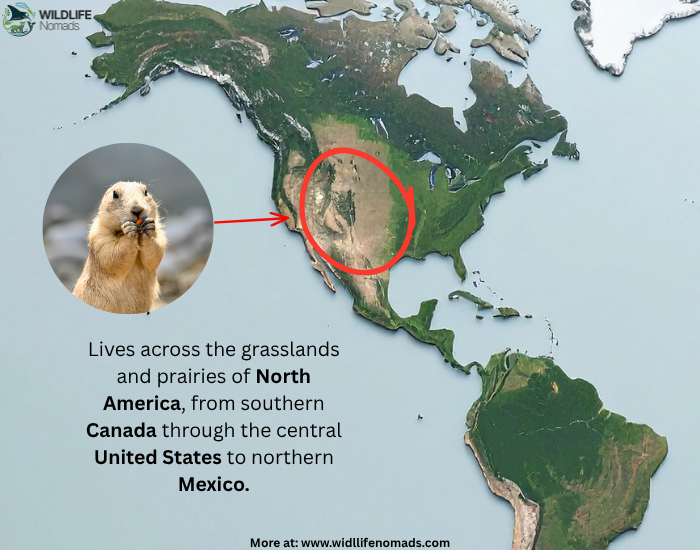 Prairie-Dog-distribution-map.webp Prairie Dog distribution map
