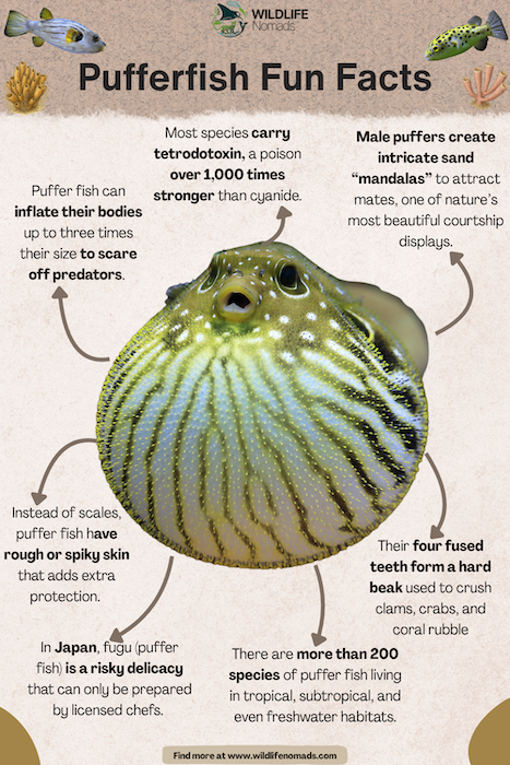 Pufferfish-Fun-Facts-infographic.webp Pufferfish Fun Facts infographic