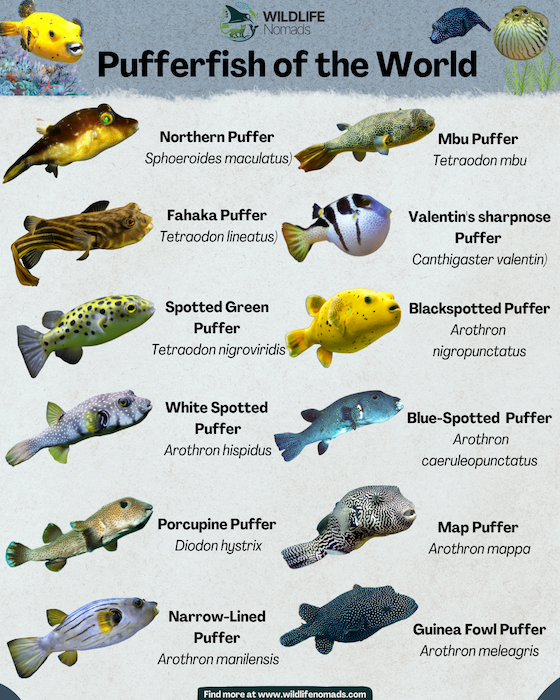 Tetraodontiformes-Pufferfish-of-the-World-infographic.webp Pufferfish (Tetraodontiformes) of the World infographic