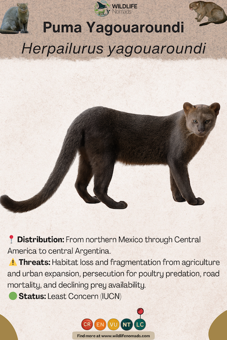 Puma Yagouaroundi conservation profile 