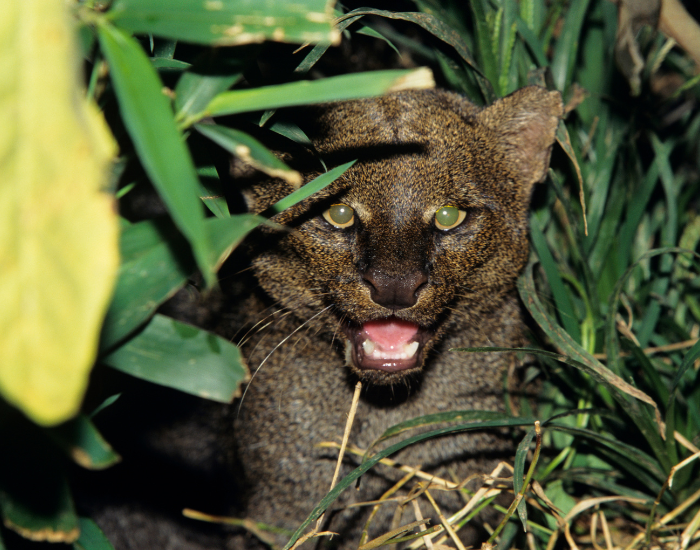 Puma Yagouaroundi in the wild habitat