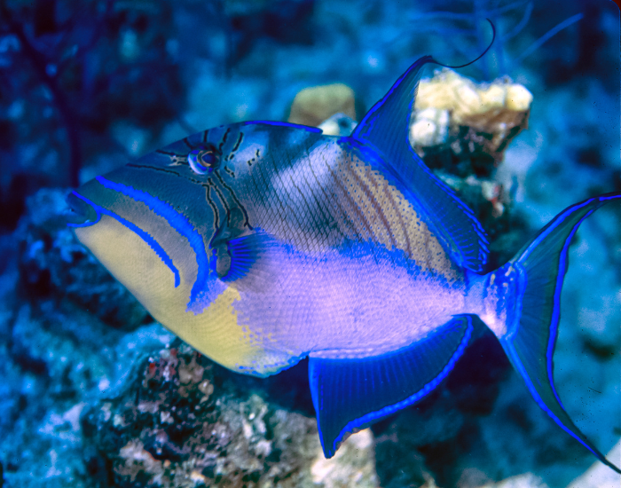 Queen Triggerfish swimming and coral in the background