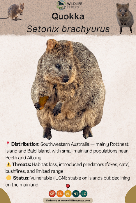 Quokka-profile.webp Quokka conservation profile