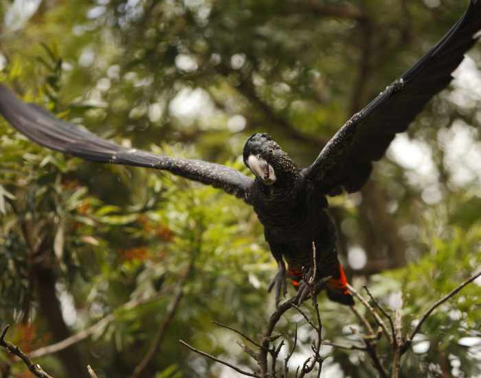 Red-Tailed-Black-Cockatoo-2.webp Red Tailed Black Cockatoo flying with trees on the background