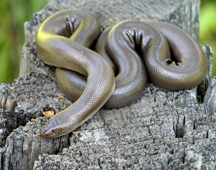 Rubber-Boa-Charina-bottae.webp rubber boa on a tree
