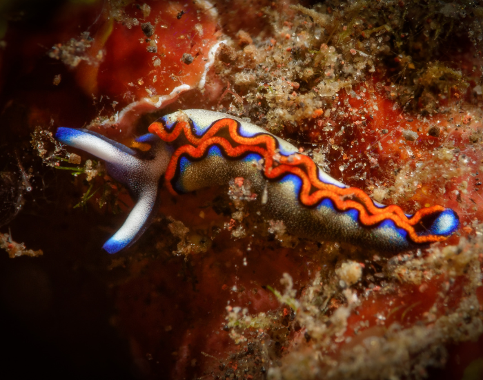 colourful Sacoglossans over a coral