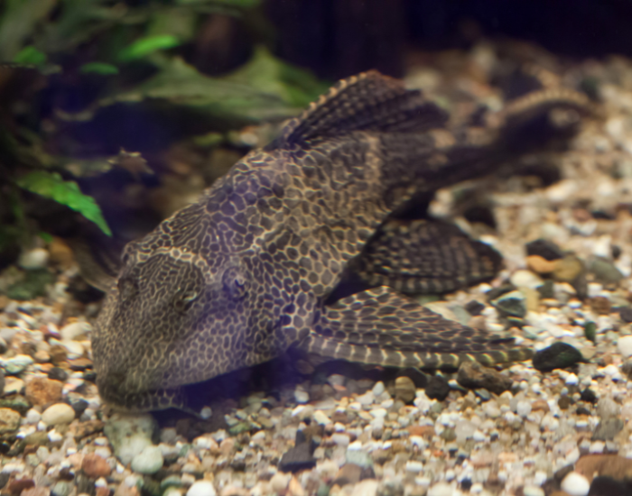 Sailfin Catfish on bottom