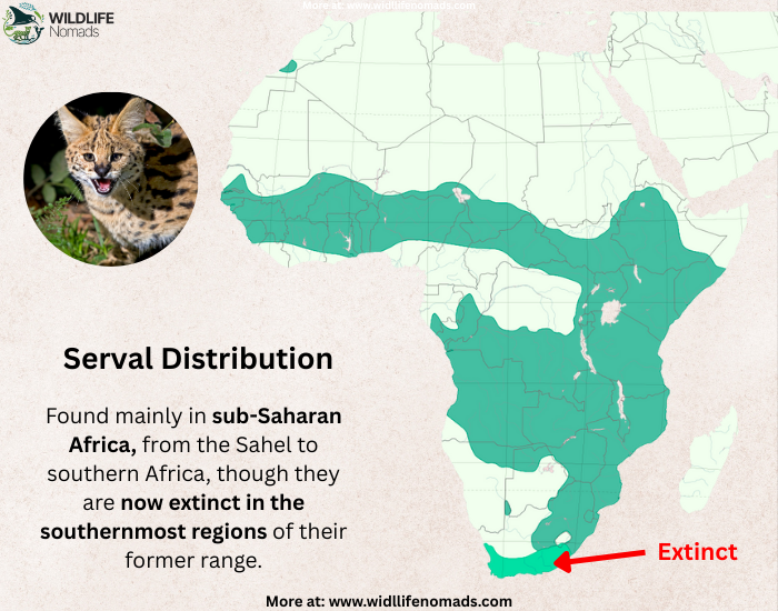 Serval-Distribution-Map.webp map distribution of serval cats