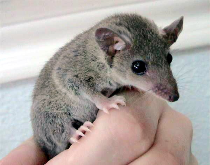 Short-Tailed-Opossum-Monodelphis-domestica.webp Short Tailed Opossum on a hand