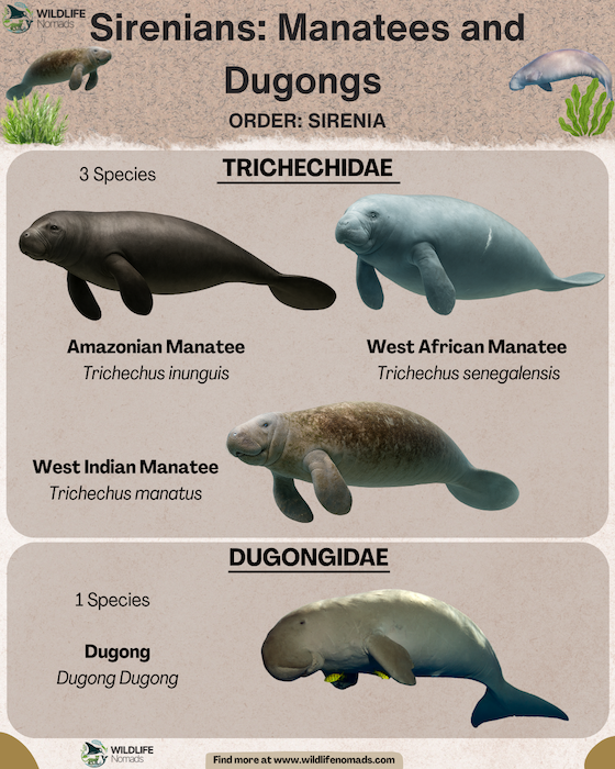 infographic showing: Sirenians: Manatees & Dugongs Types, facts