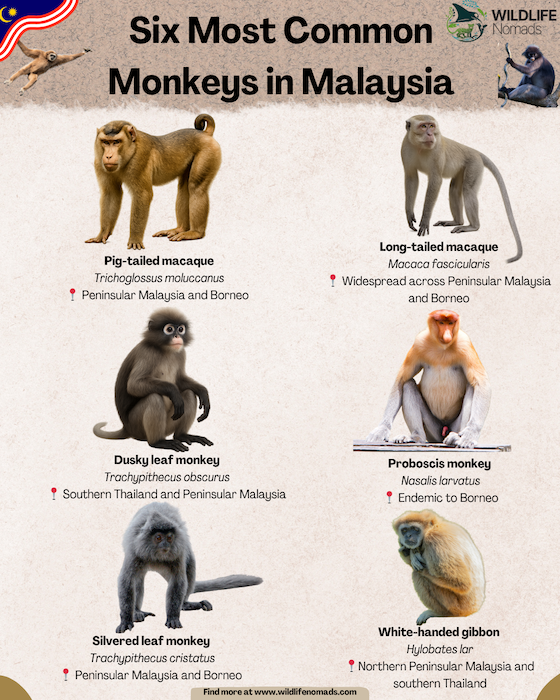 Six Most Common Monkeys in Malaysia infographic