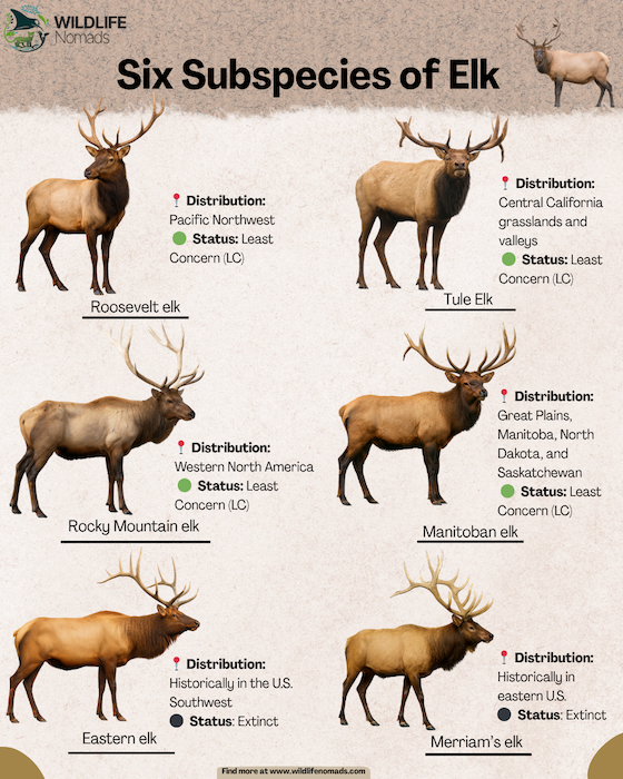 Six Subspecies of Elk infographic