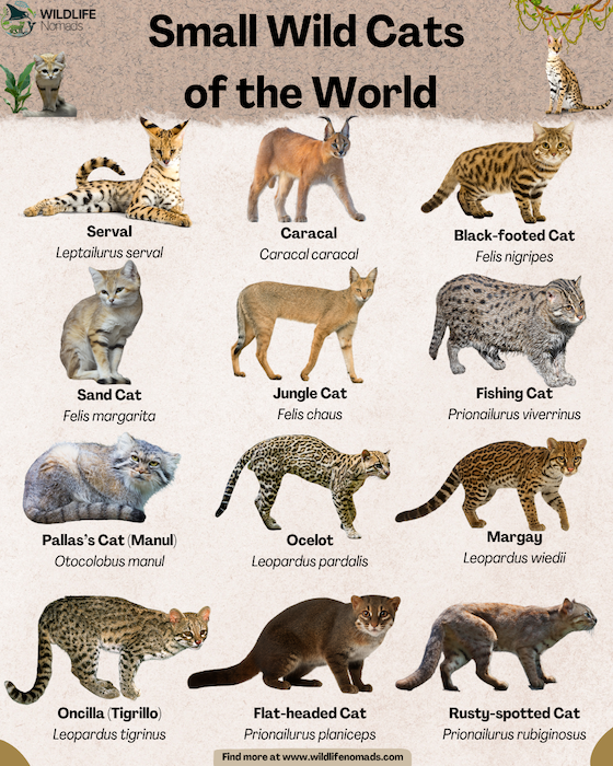 Small-Wild-Cats-of-the-World-infographic.webp Small Wild Cats of the World infographic