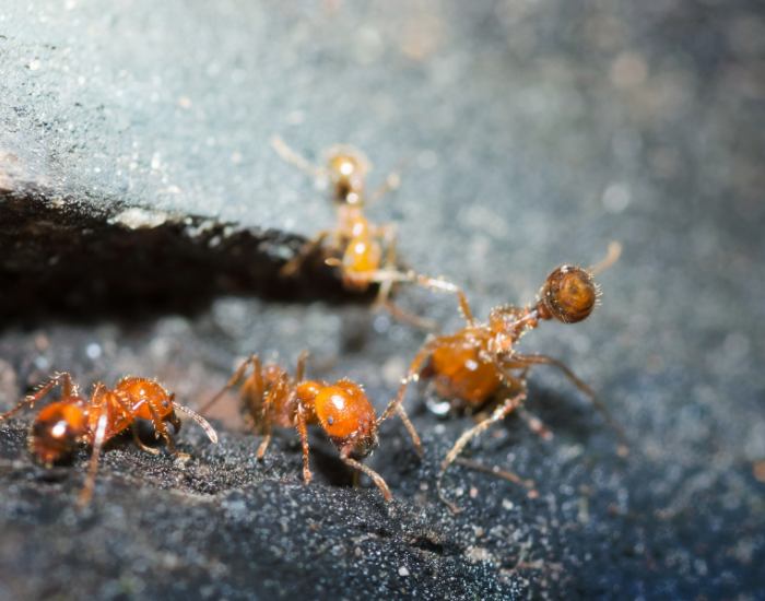 thre Solenopsis invicta ants