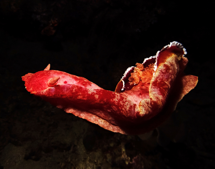 Spanish-Dancer-Hexabranchus-sanguineus.webp Spanish Dancer floating