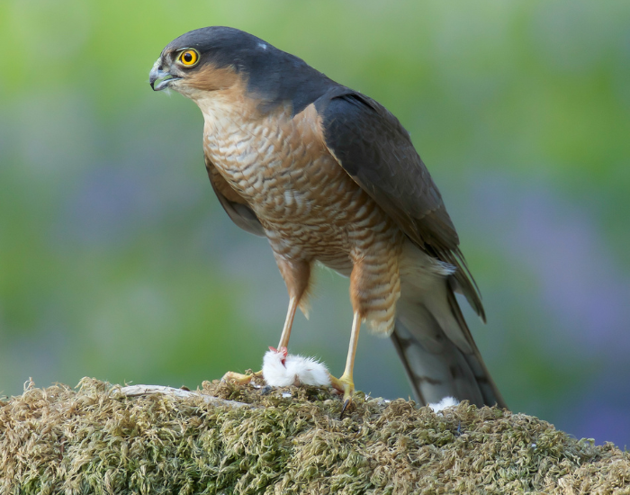 Sparrowhawk on top of a moss