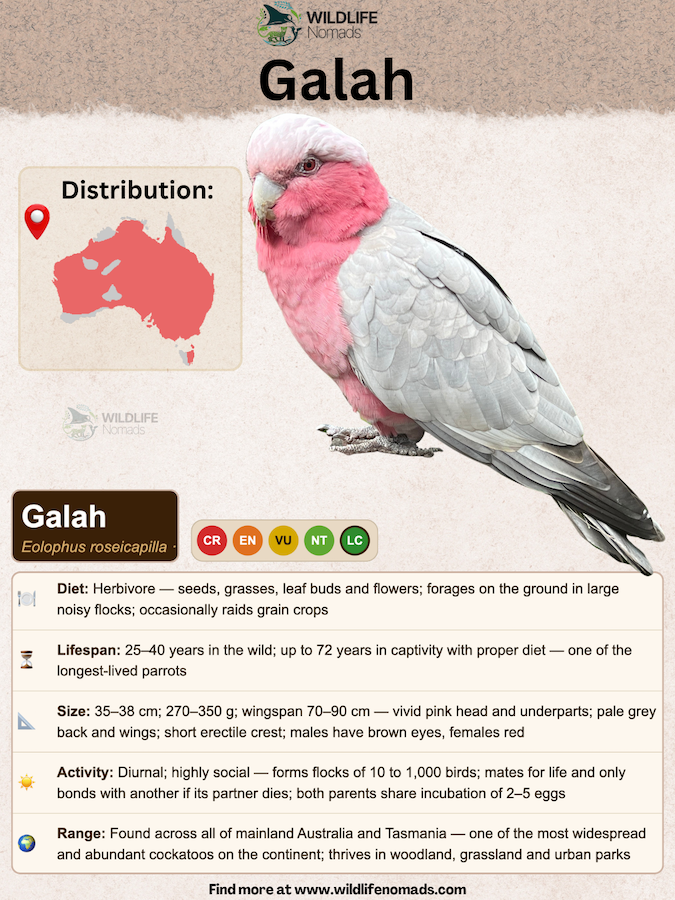 a species profile in card format about the galah showing information like distribution and habitat