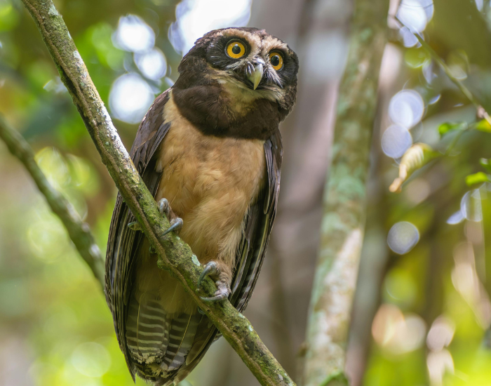 Spectacled-Owl-Pulsatrix-perspicillata.webp Spectacled Owl on a tree in the wild