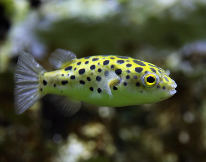 Spotted-Green-Puffer-Tetraodon-nigroviridis.webp Spotted Green Puffer close up swimming