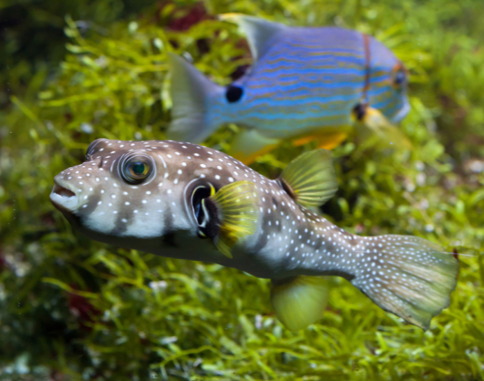 Stars-and-Stripes-Puffer-Arothron-hispidus.webp Stars and Stripes Puffer swimming , with another fish in the background
