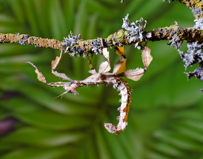 Stick-and-Leaf-Hybrid-Insect-Extatosoma-tiaratum.webp Stick and Leaf Hybrid Insect
