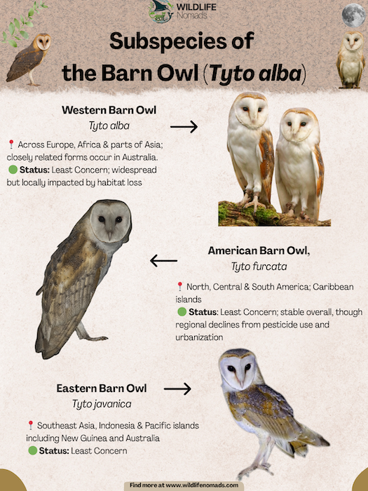 Subspecies-of-the-Barn-Owl-Tyto-alba.webp Subspecies of the Barn Owl (Tyto alba) infographic