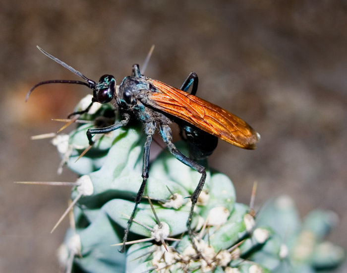 Tarantula-Hawk-Wasps.webp Tarantula Hawk Wasp on a flower
