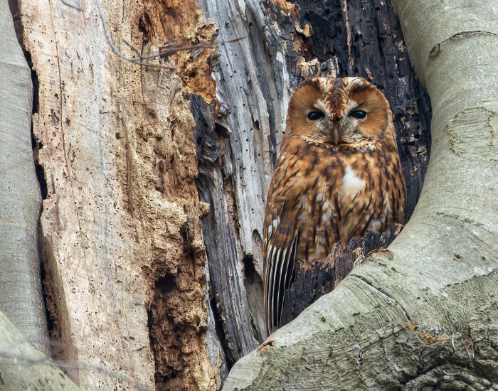 Tawny-Owl-Strix-aluco.webp Tawny owl inside a hollow on a tree