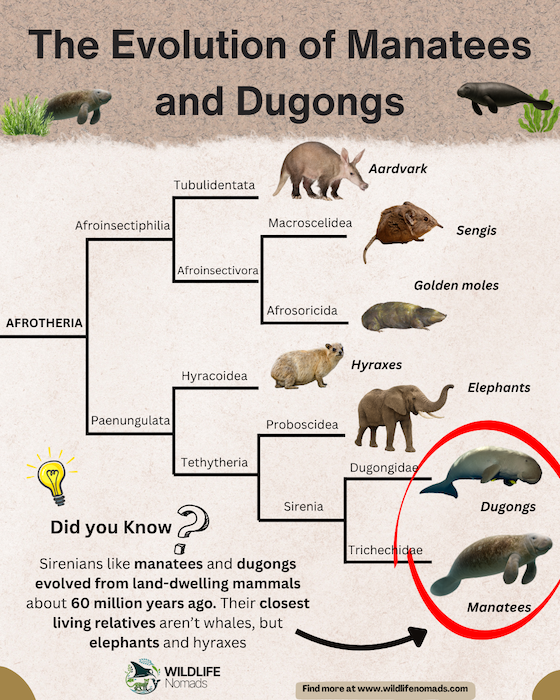 The Evolution of Manatees and Dugongs