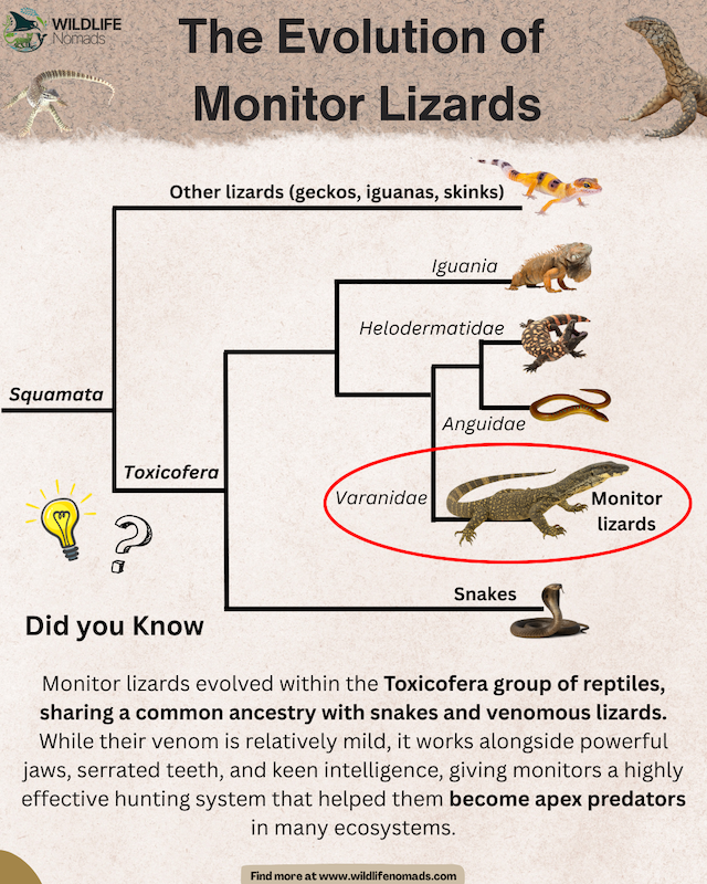 The-Evolution-of-Monitor-Lizards-infographic-by-wildlife-nomads.webp The Evolution of Monitor Lizards infographic