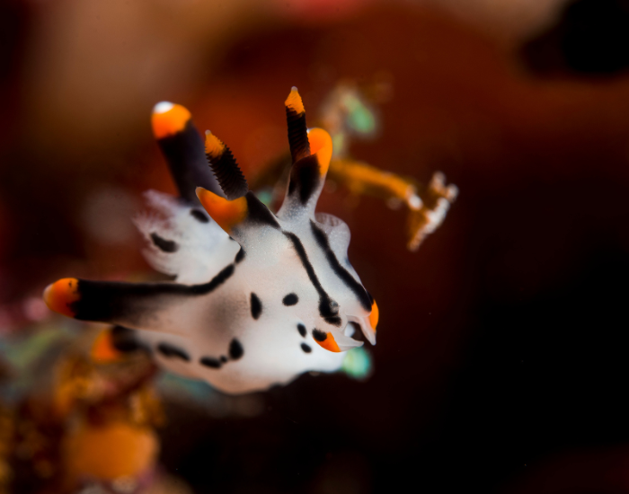 Thecacera-pacifica-2.webp Close up of a nudibranch
