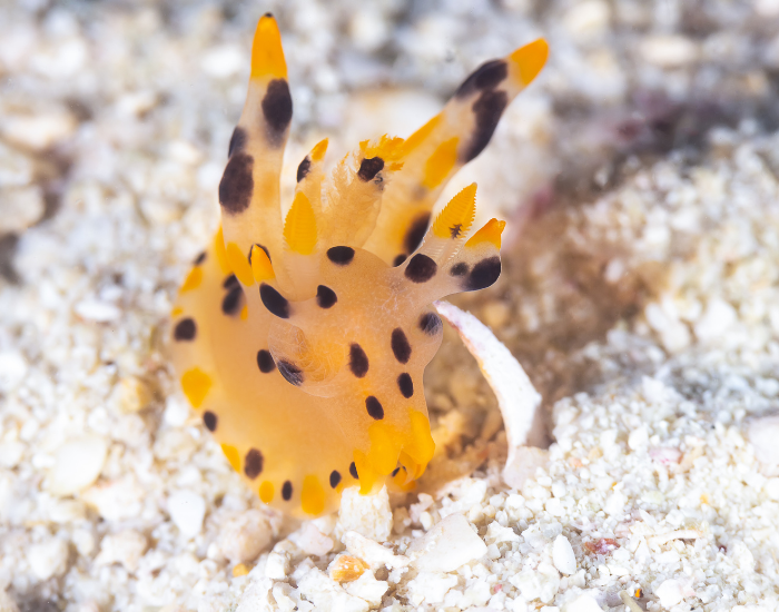 Thecacera-pacifica.webp Pokémon Nudibranch underwater phoo