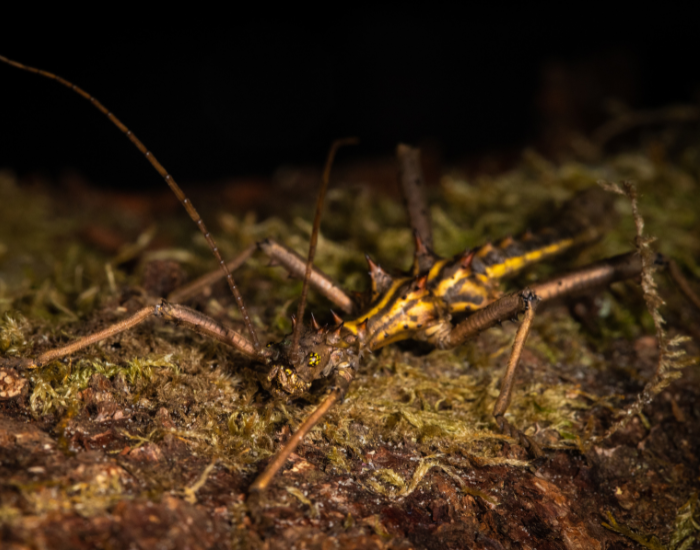 Thorny-Stick-Insect-Aretaon-asperrimus.webp Thorny Stick Insect (Aretaon asperrimus) camouflaged