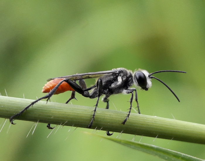 Thread-Waisted Wasps  walking on a plant stem