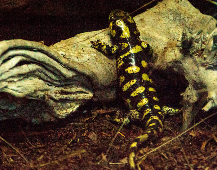 Tiger Salamander climbing a small log