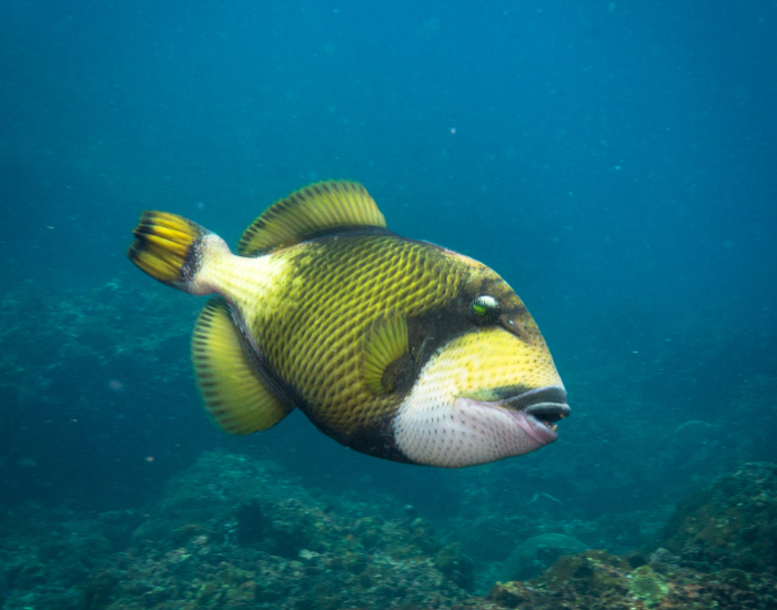 Titan Triggerfish swimming in the ocean