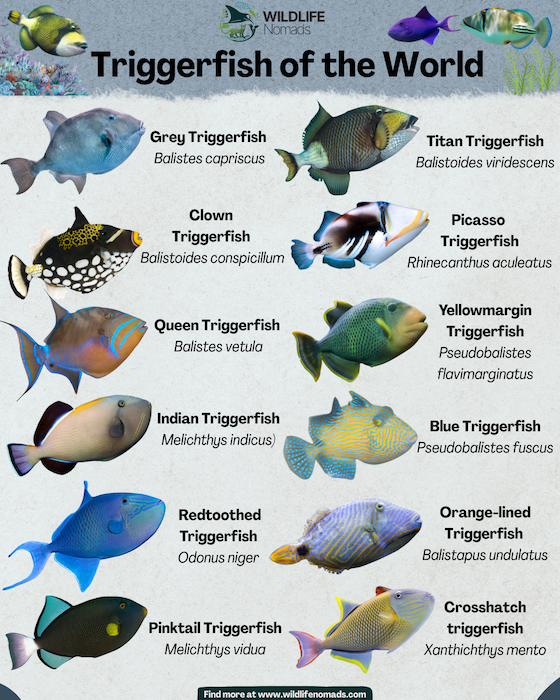 Triggerfish-of-the-World-infgraphic.webp Triggerfish of the World infographic depicting 12