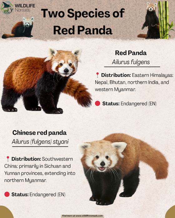 Two Species of  Red Panda 