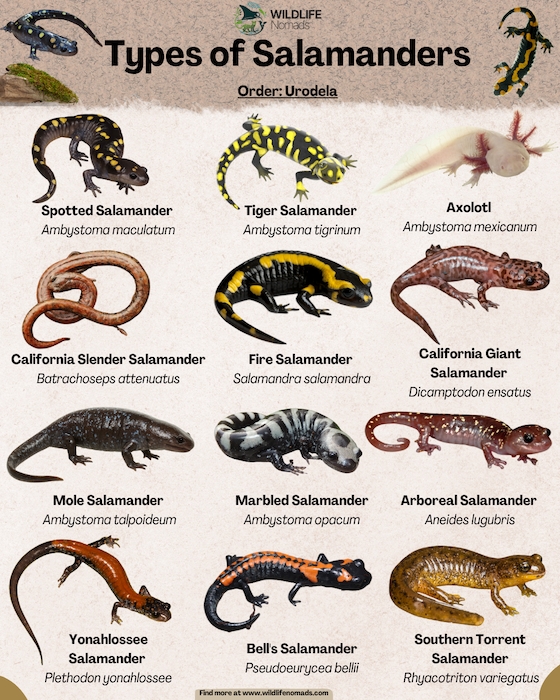 Types-of-salamander-infographic.webp Types of salamander infographic