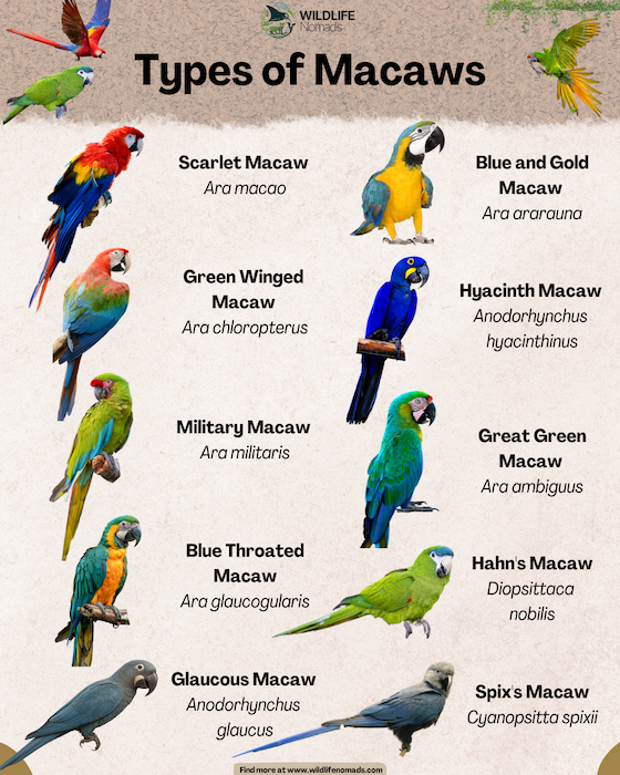 Types-Macaws-infographic.webp Types Macaws infographic